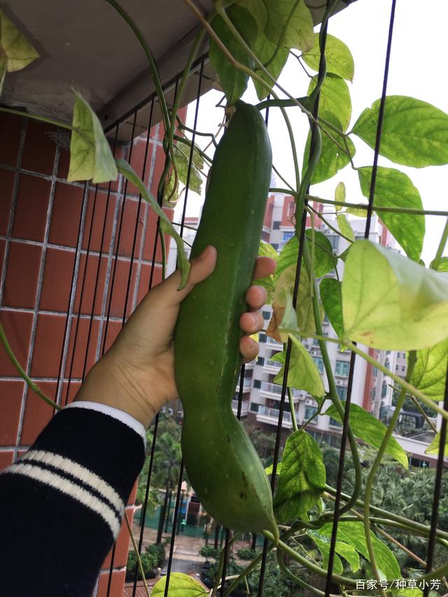 神奇的魔豆,你种过吗?