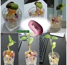 【豆子种子】最新最全豆子种子 产品参考信息