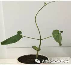 小魔豆 有魔力 济南市盛福实验小学红领巾春天里的种植体验