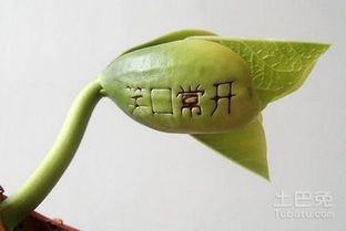 魔豆怎么种 栽培技术分享