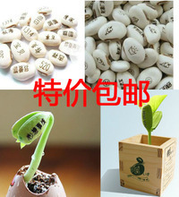 【爱情草种子】_爱情草种子价格/图片/评价/怎么样/多少钱 – 一淘网